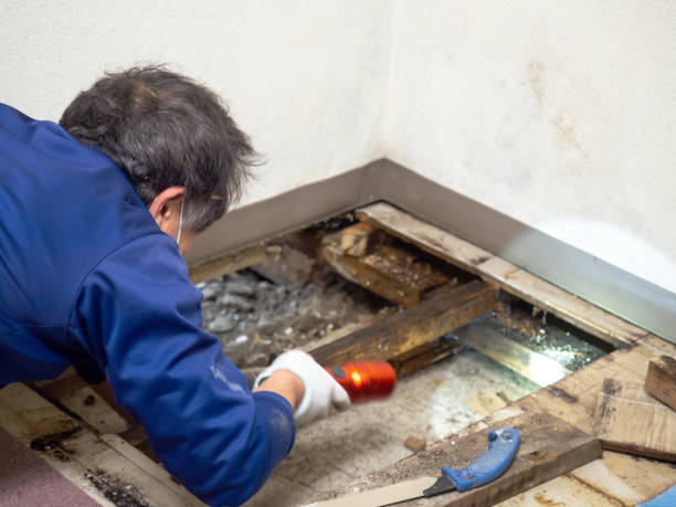 Certified Mold Removal in Bunkie, LA