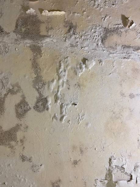Best Fast Mold Removal  in Bunkie, LA