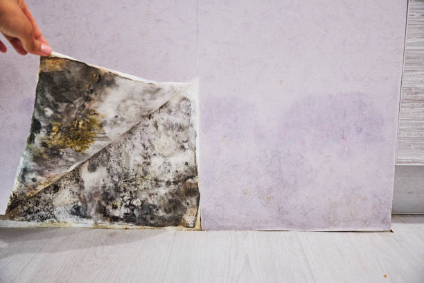 Best Toxic Mold Removal  in Bunkie, LA